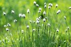 野の花　白い花